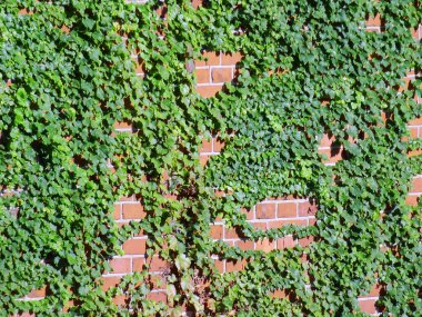 Duvardaki Sarmaşık