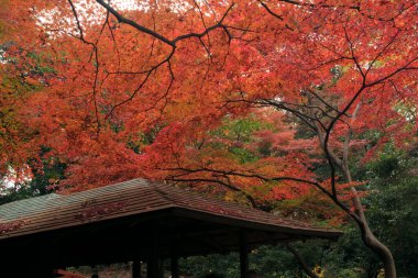 Japonya 'da sonbahar mevsiminde renkli akçaağaç yaprakları