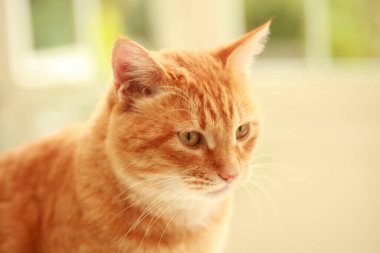 Pencerenin kenarındaki kırmızı kedi