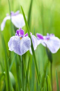 Bahçede açan güzel iris çiçekleri 