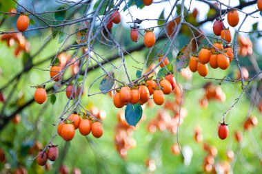 Ağaçta olgun hurma meyveleri