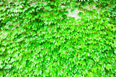 Yeşil Sarmaşık arkaplan bırakır.