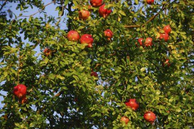 Üzerinde bir sürü kırmızı meyve olan nar ağacı.