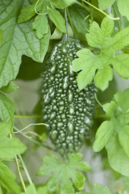 Organik Çiftlik Bitkisi Kabağı yakın plan görüntüsü