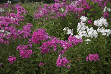 Güzel sürüler yaz parkında çiçek açıyor.    