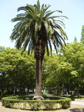Güneşli bir günde parktaki güzel palmiye ve yeşil ağaçların alçak açılı görüntüsü   