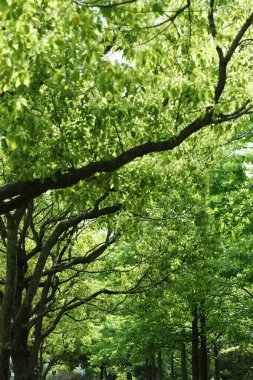 Parktaki yeşil ağaçlar