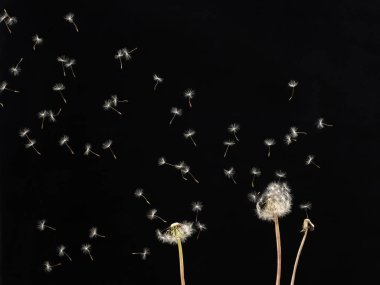 Kara arka planda uçan karahindiba tohumları