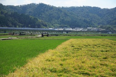 Kırsaldaki pirinç tarlaları.  