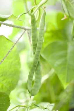 Bahçede olgun yeşil fasulye kabukları, yakın plan.