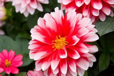 Güzel çiçekler, yakın görüş, doğa konsepti.