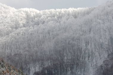 Ağaçlarla kaplı güzel kış dağları, kar ve kar.