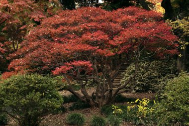 Japonya 'da sonbahar mevsiminde renkli akçaağaç yaprakları