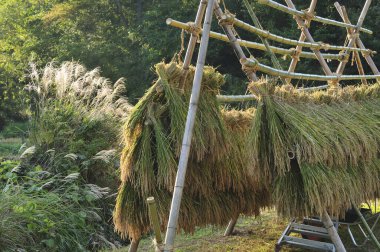 Hasat edilmiş pirinç demetleri güneş ışığında kuruyor.