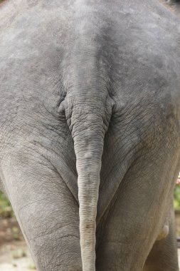 Yakından bakınca fil kuyruğu ve buruşuk deri görünüyor.