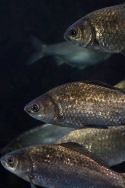 Akvaryumdaki balıklar, sualtı yaşamı.