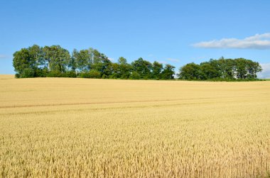 Buğday alan ve mavi gökyüzü ile güzel manzara      