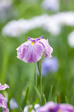 Bahçede açan güzel iris çiçekleri 