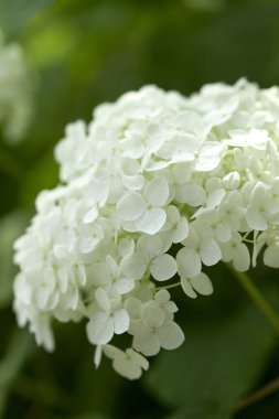 Beyaz ortanca Çiçek Bahçe