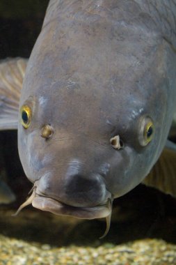Akvaryumdaki gümüş sazan balığının (cyprinus carpio) yakın çekimi..