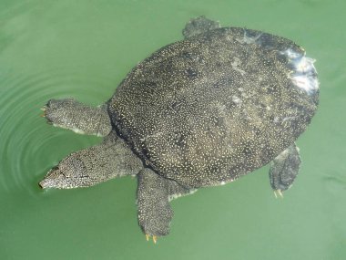 Sudaki bir deniz kaplumbağasına yaklaş 