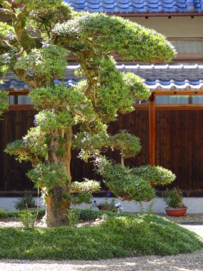 Yazın güzel Japon bahçesi 