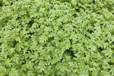 Taze yeşil yaprakların yakın plan görüntüsü doğal arka plan