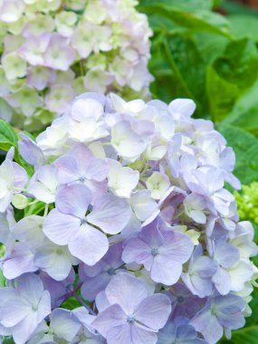 Ortanca çiçeği, güzel çiçekler.