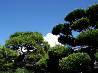 Ormanda güzel yeşil ağaçlar ve mavi gökyüzü                     