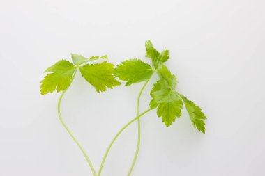 fresh leaves of Jiaogulan plant isolated on white background clipart