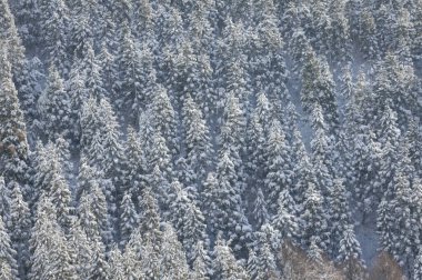 Ağaçlarla kaplı güzel kış dağları, kar ve kar.