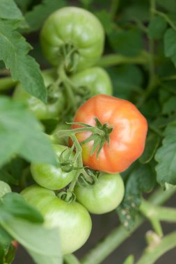 Serada yetişen kırmızı domatesler