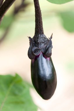 Dalda siyah patlıcan. Yakın çekim