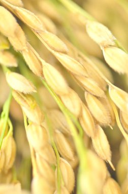 Altın buğday kulaklı buğday tarlası