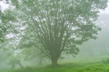 Ağaçlar ve sisli ormanda sisli bir sabah