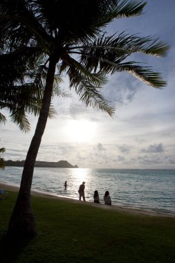 Tropik adadaki palmiye ağaçlarının manzarası, yaz tatili kavramı 