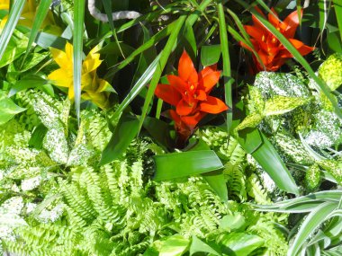 Bahçedeki renkli bitkiler ve çiçekler gündüz vakti 