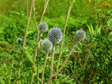 Bahçedeki güzel bir çiçeğe yaklaş