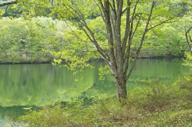 Sakin göl, yeşil ağaçlar ve orman.