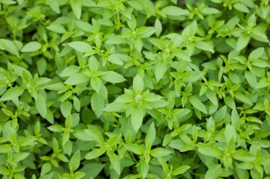 Bahçenin arka planında taze yeşil fesleğen yaprakları