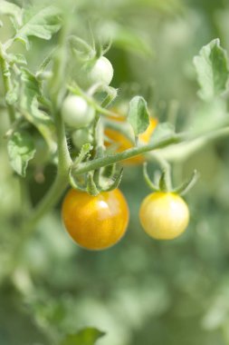 Domatesler bahçede, doğa arka planını kapatın.