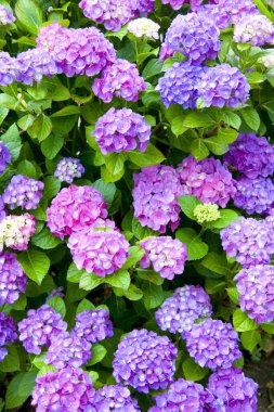 Bahçedeki güzel çiçekler