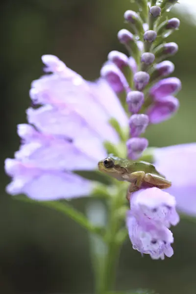 Çiçeğin Üzerinde Oturan Küçük Kurbağa Vahşi Doğada Küçük Bir Amfibiğe — Stok fotoğraf
