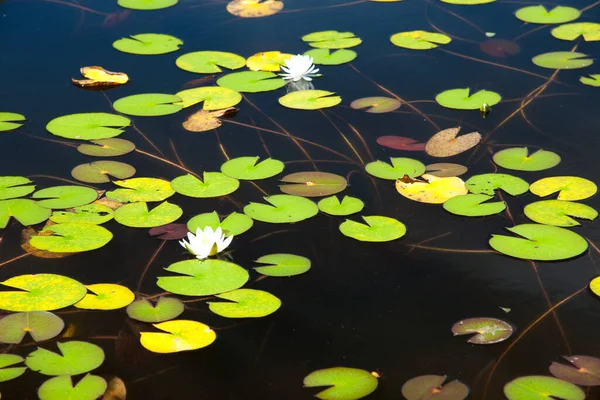 Lagoa Com Flores Folhas Lírios Água — Fotografia de Stock