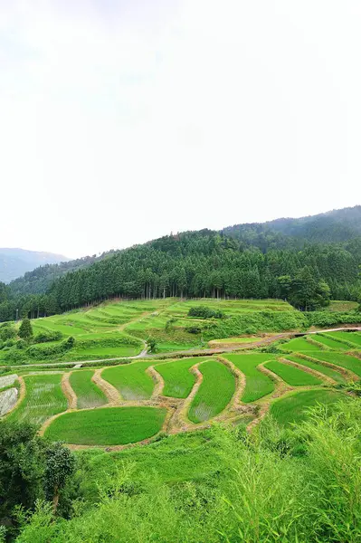 Riisipelto Vuorilla — kuvapankkivalokuva