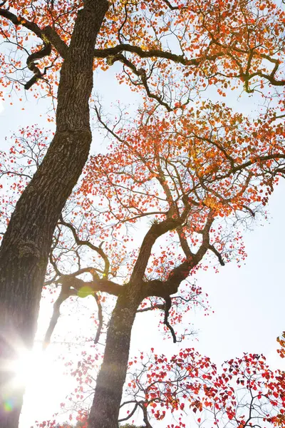Jesienne Drzewa Czerwonymi Liśćmi Ponownie Błękitne Niebo — Zdjęcie stockowe