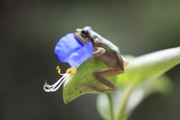 Liten Groda Sittande Blomma Närbild Liten Amfibie Vild Natur — Stockfoto