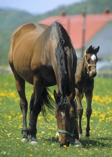 Cavalos Prado Verão Verde Durante Dia — Fotografia de Stock