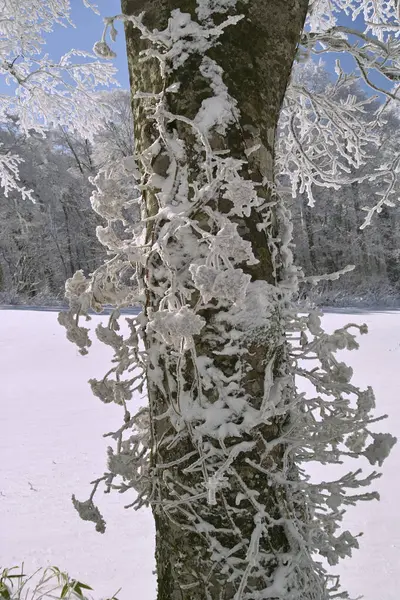 Beyaz Don Ile Kaplı Ağaç Dalları — Stok fotoğraf