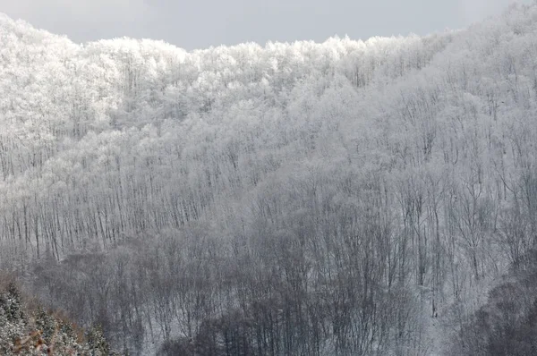 Ağaçlarla kaplı güzel kış dağları, kar ve kar.
